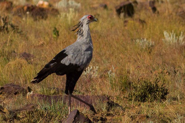 Secretary Bird