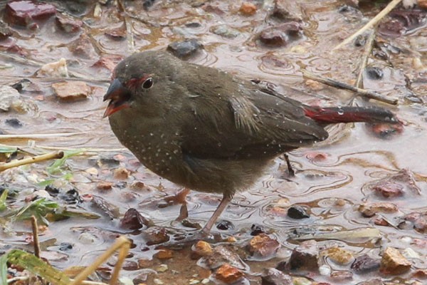 Female Red-billed Firefinch