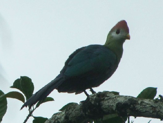 Red-crested Turaco