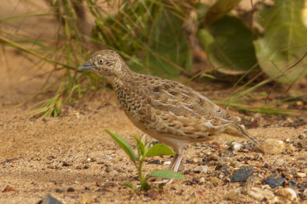 Kurrichane Buttonquail