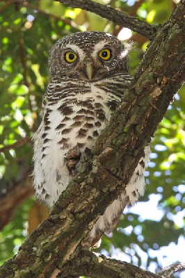 African Barred Owlet