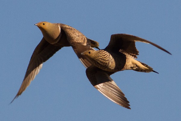 Male and female Namaqua sandrouses in flight