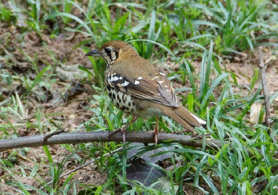Spotted Ground-Thrush