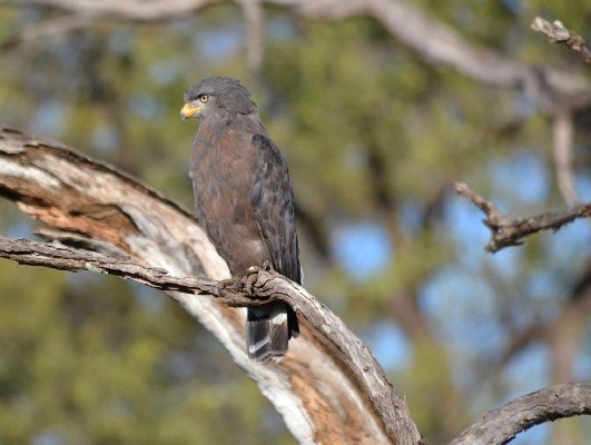 Western Banded Snake Eagle