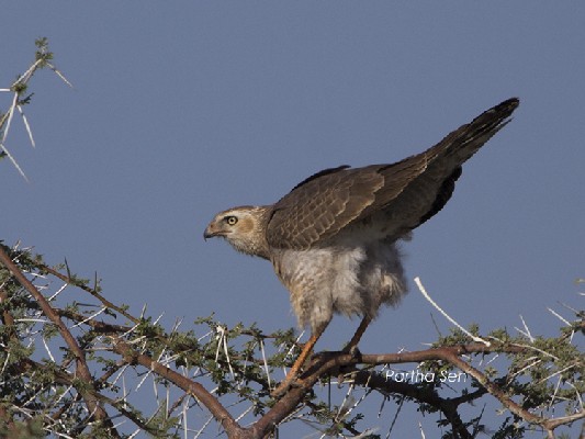 Gabar Goshawk caught in act!