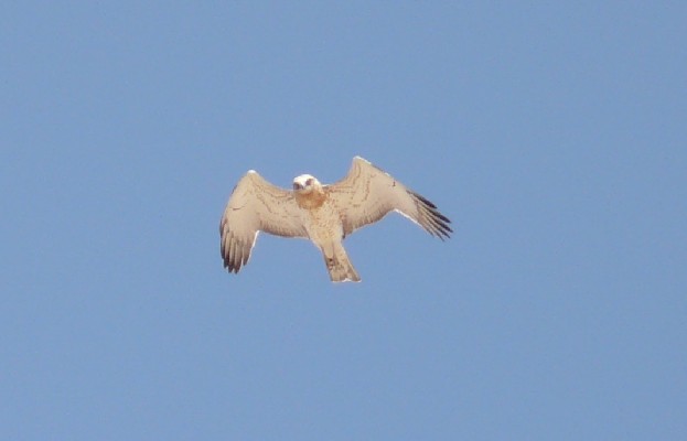 Short Toed Eagle on migration