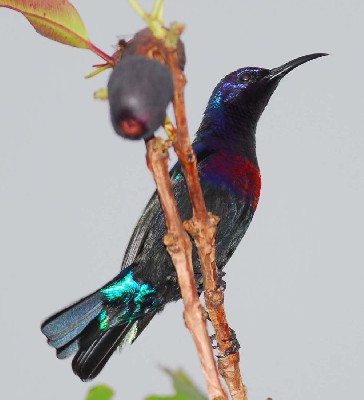 Splendid Sunbird