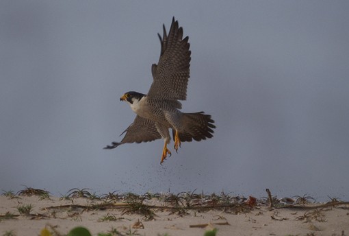 Peregrine Falcon 