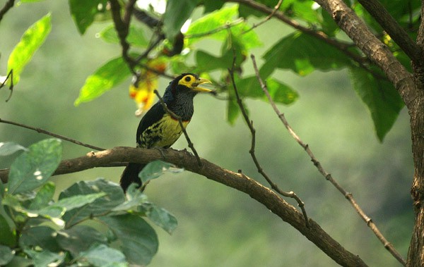 Yellow-billed Barbet