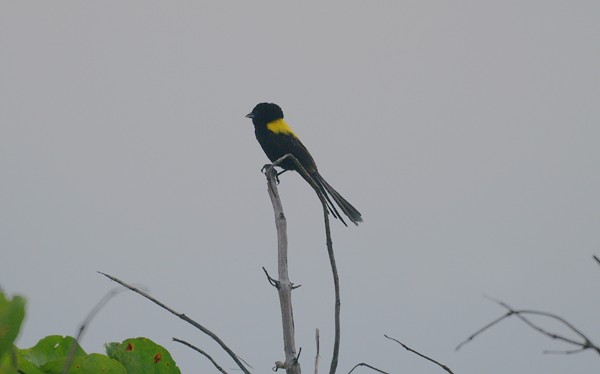 Yellow-mantled Widowbird