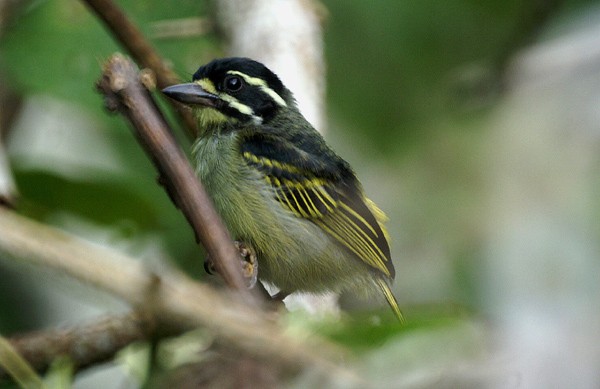Yellow-throated Tinkerbird
