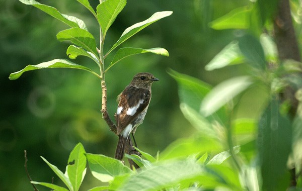 African Stonechat
