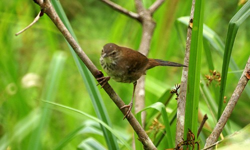 Dja River Warbler
