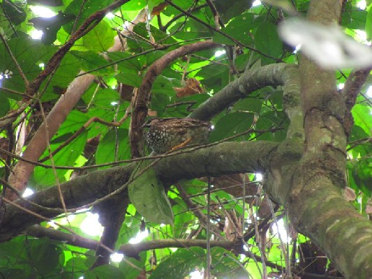 Forest Francolin resting in the understory