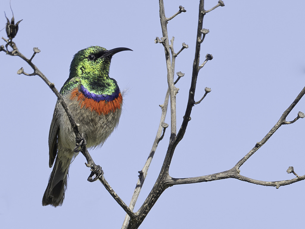 Southern Double-collared Sunbird