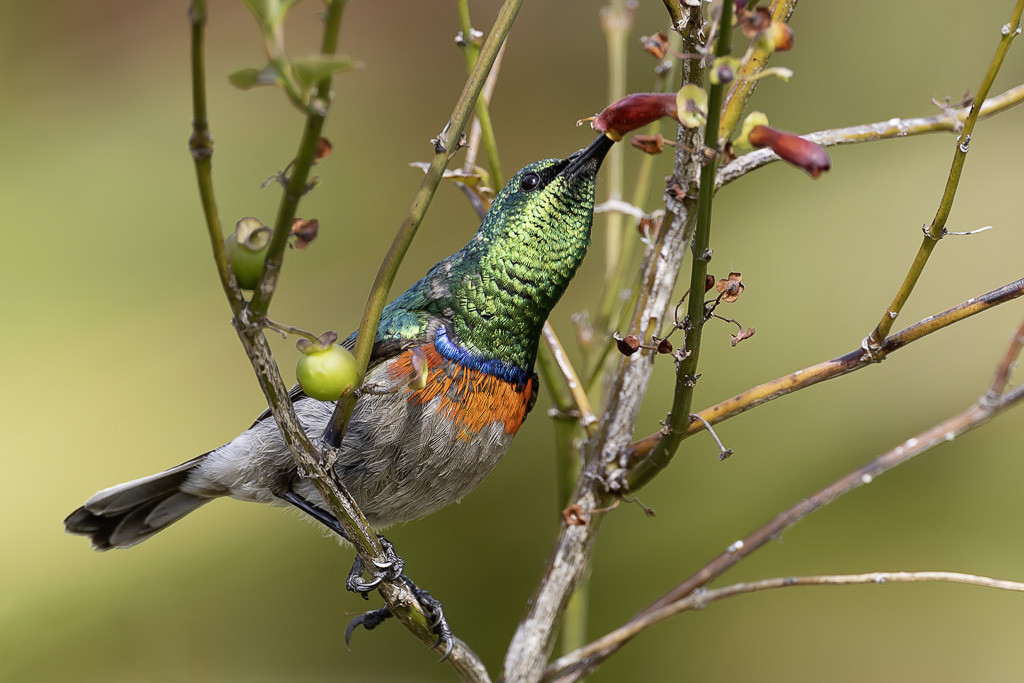 Southern Double-collared Sunbird