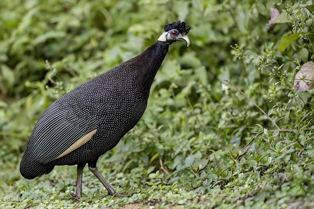 Southern Crest Guineafowl