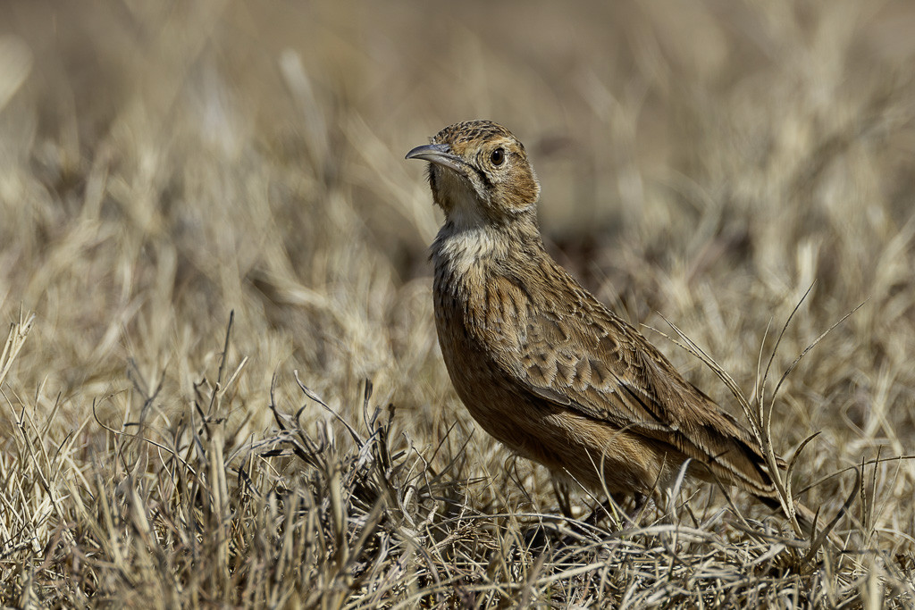 Spike-heeled Lark