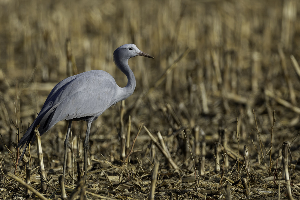 Blue Crane