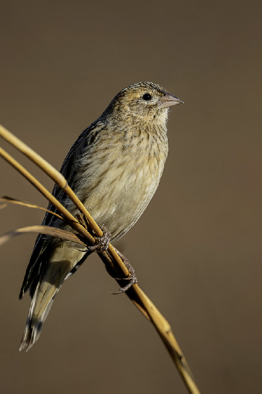 Long-tailed Widowbird