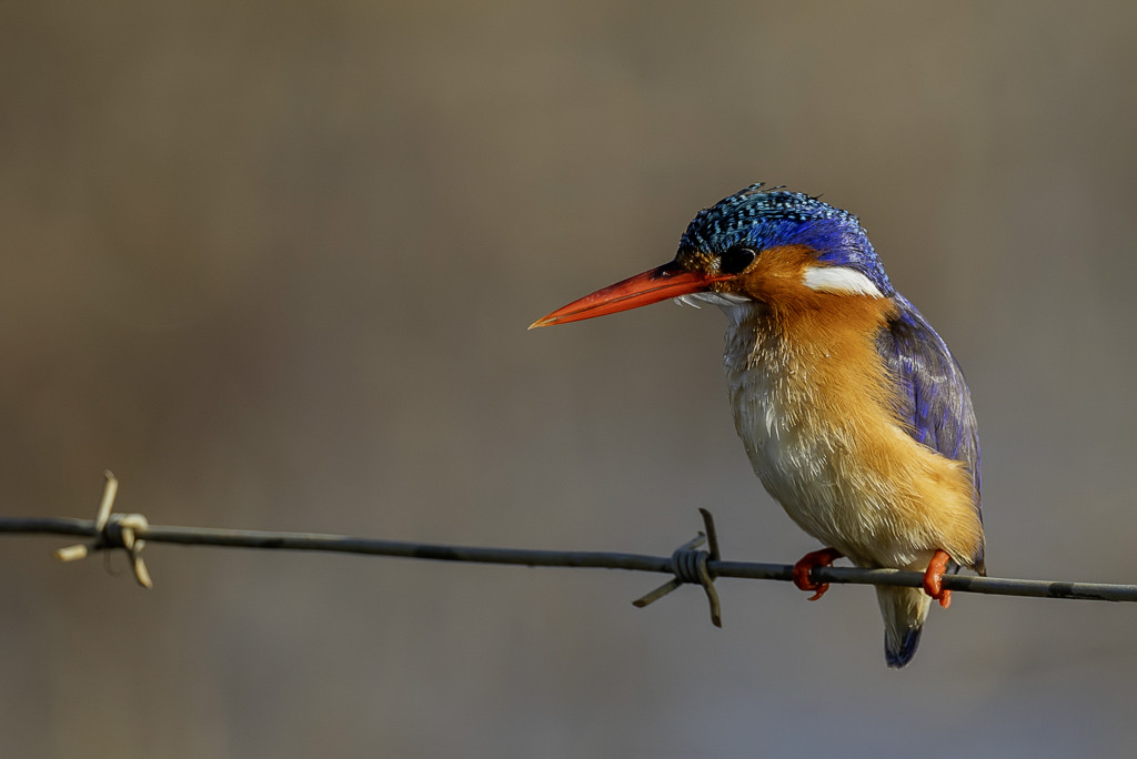 Malachite Kingfisher