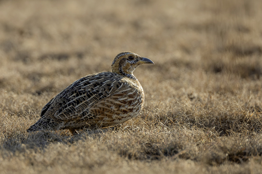 Red-winged Francolin