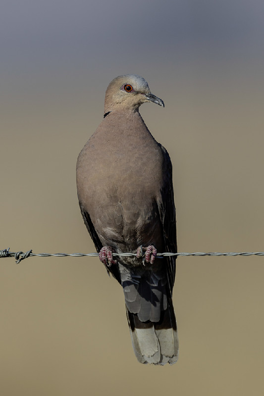 Red-eyed Dove