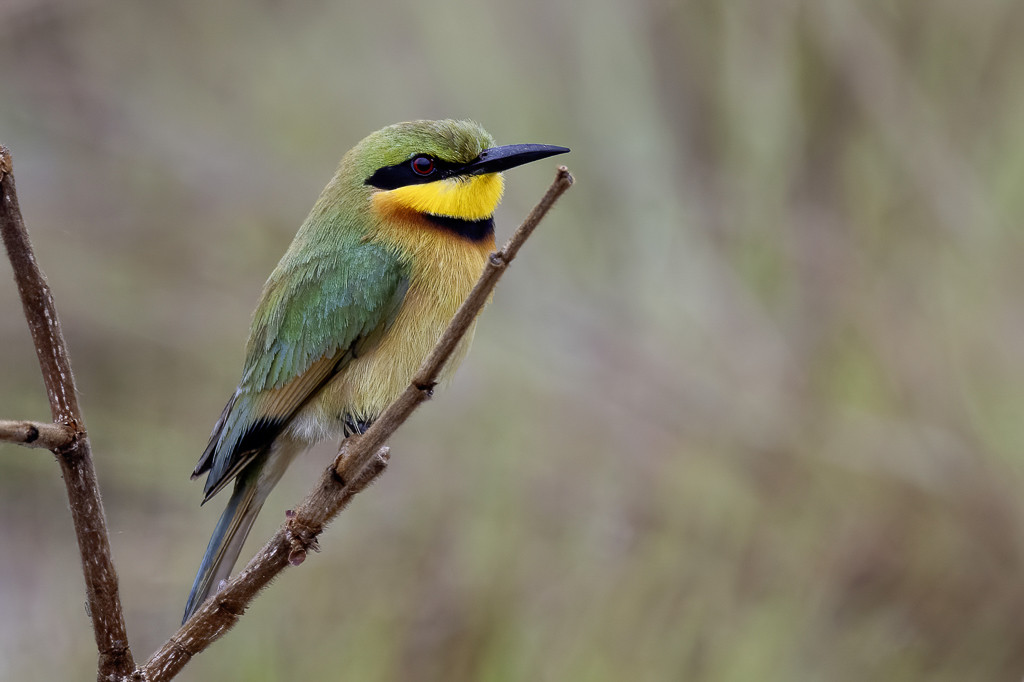 Little Bee-eater