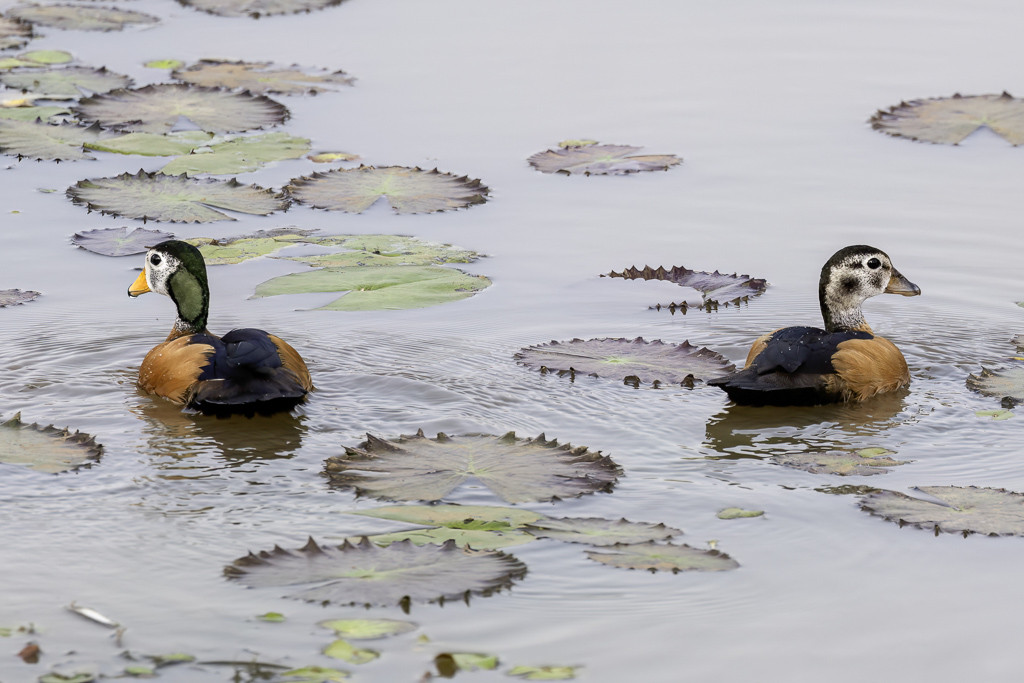 African Pygmy Goose