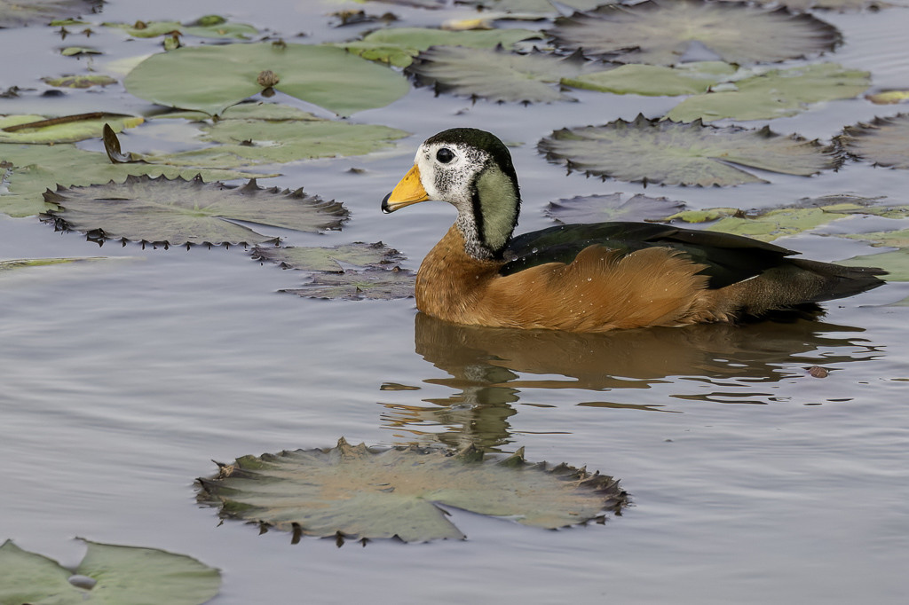 African Pygmy Goose