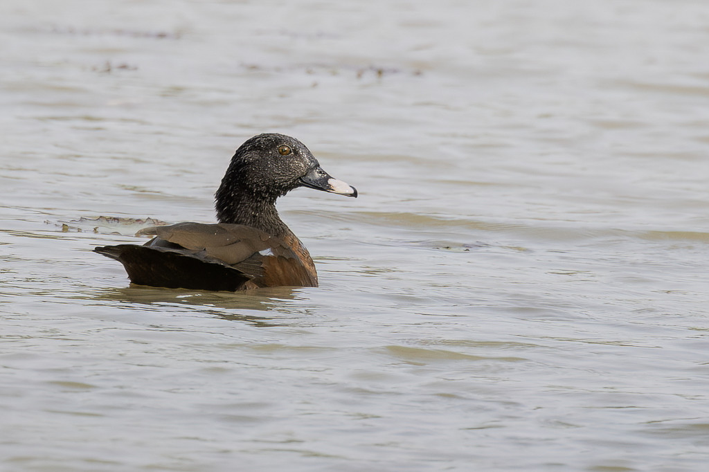 Hartlaub's Duck