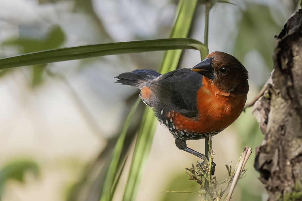 Western Bluebill