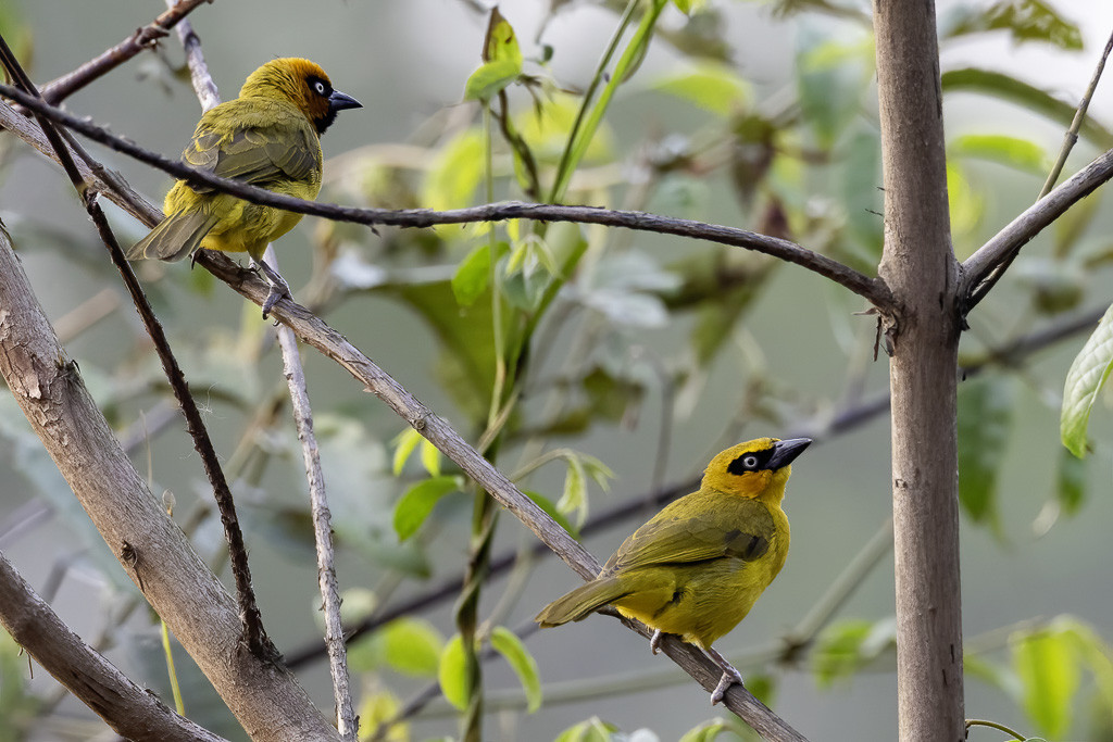 Olive-naped Weaver
