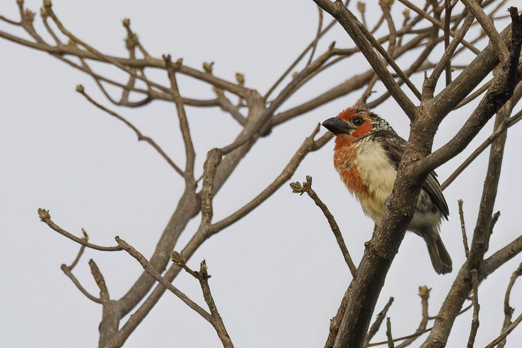 Vieillot's Barbet