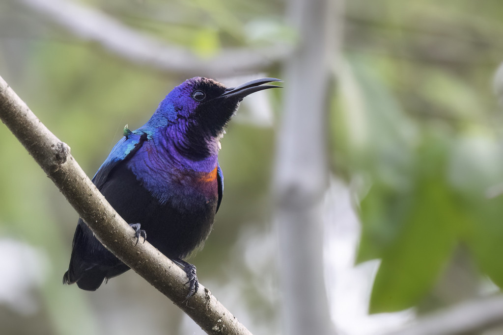 Splendid Sunbird