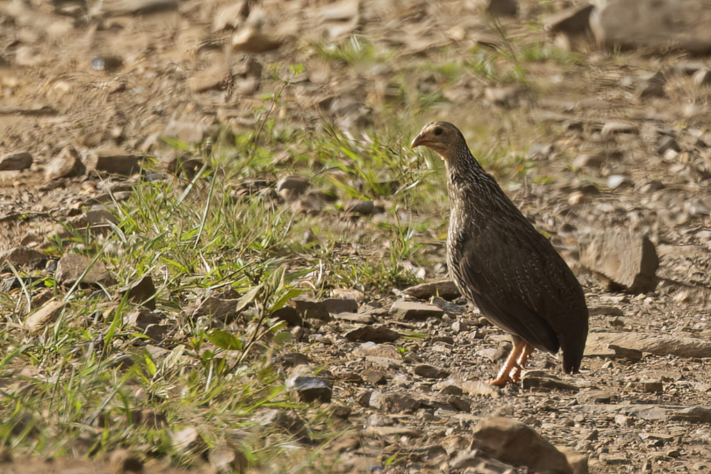 Ahanta Spurfowl