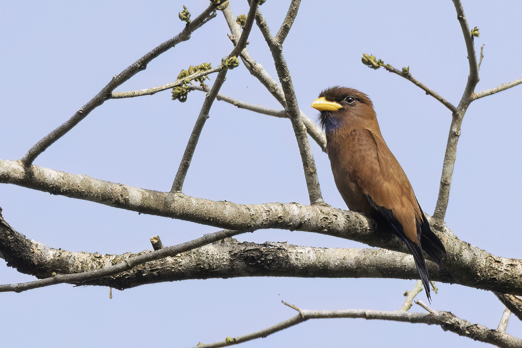 Blue-throated Roller