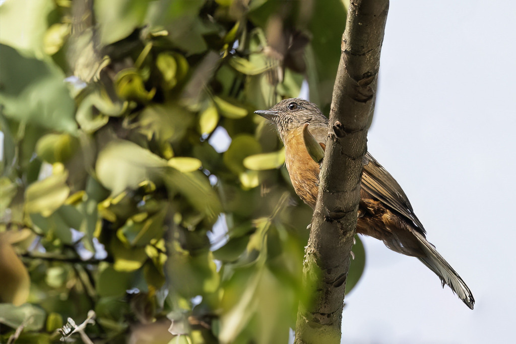 White-tailed Ant Thrush