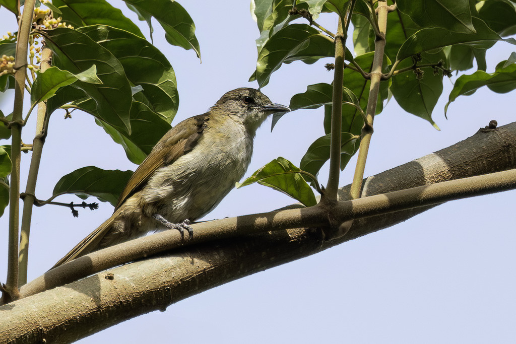 Slender-billed Greenbul