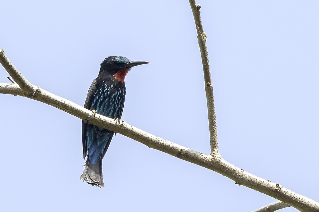 Black Bee-eater