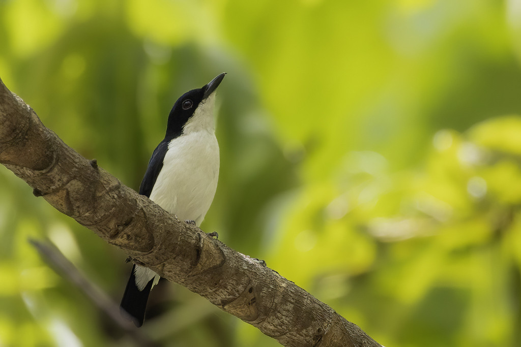 African Shrike-Flycatcher