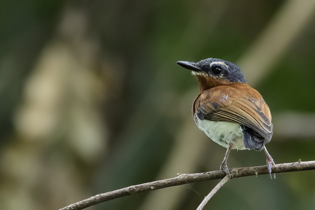 West African Wattle-eye