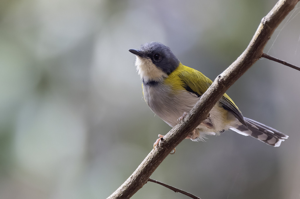 Black-capped Apalis