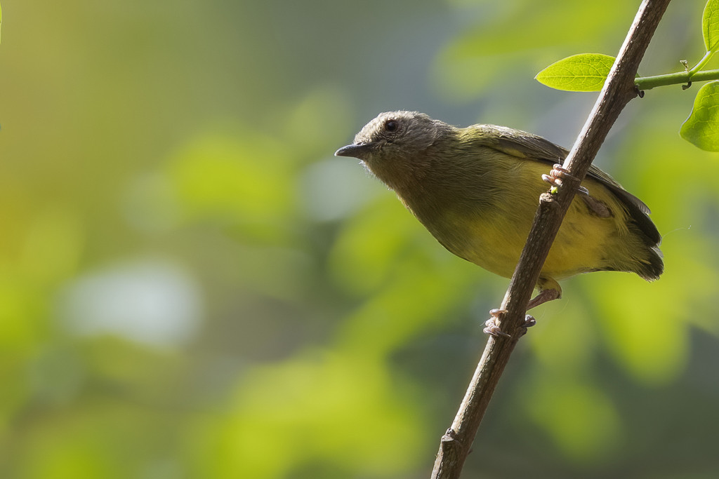 Lemon-bellied Crombec
