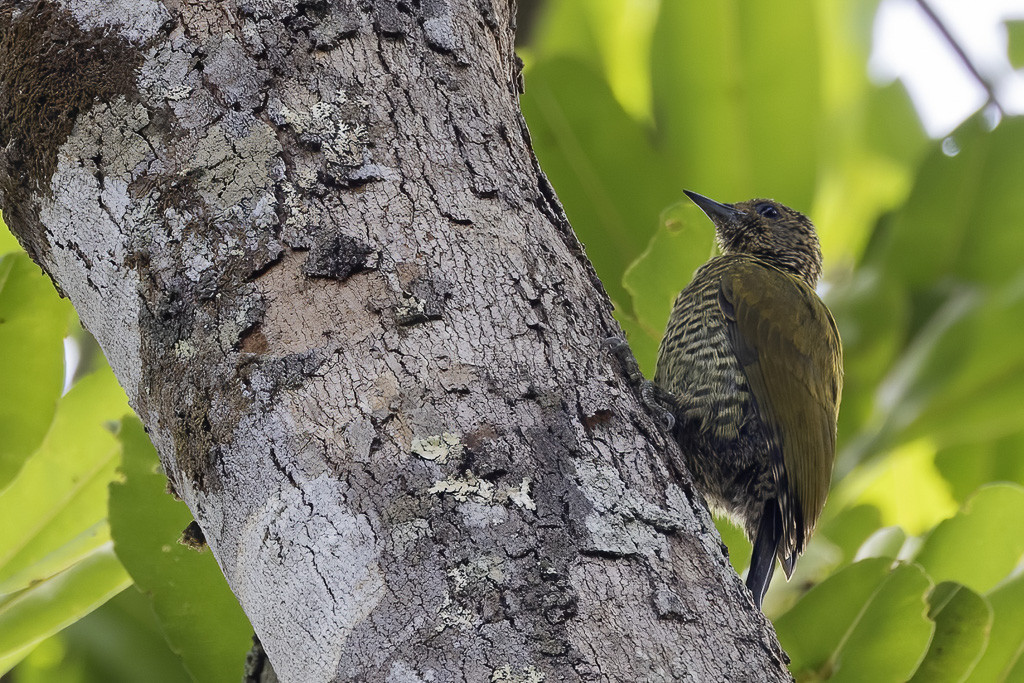 Buff-spotted Woodpecker