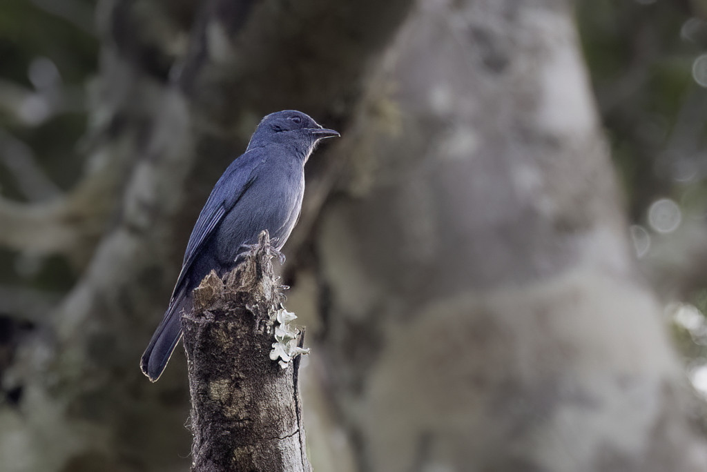 Nimba Flycatcher