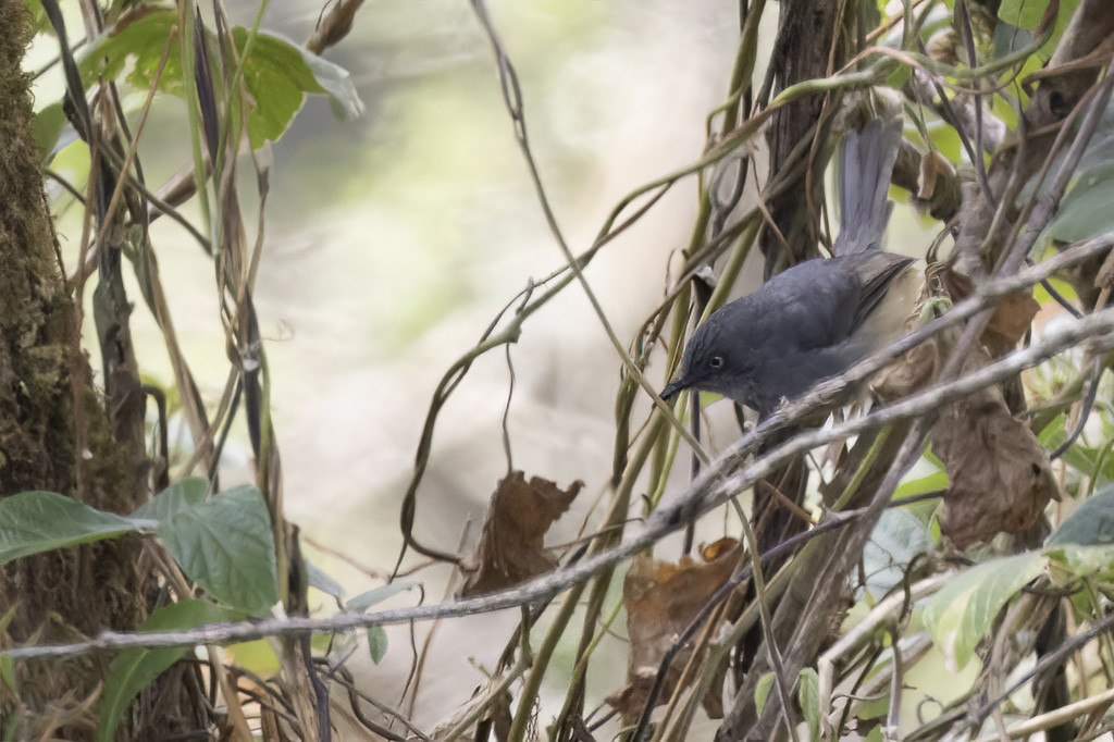 Sierra Leone Prinia