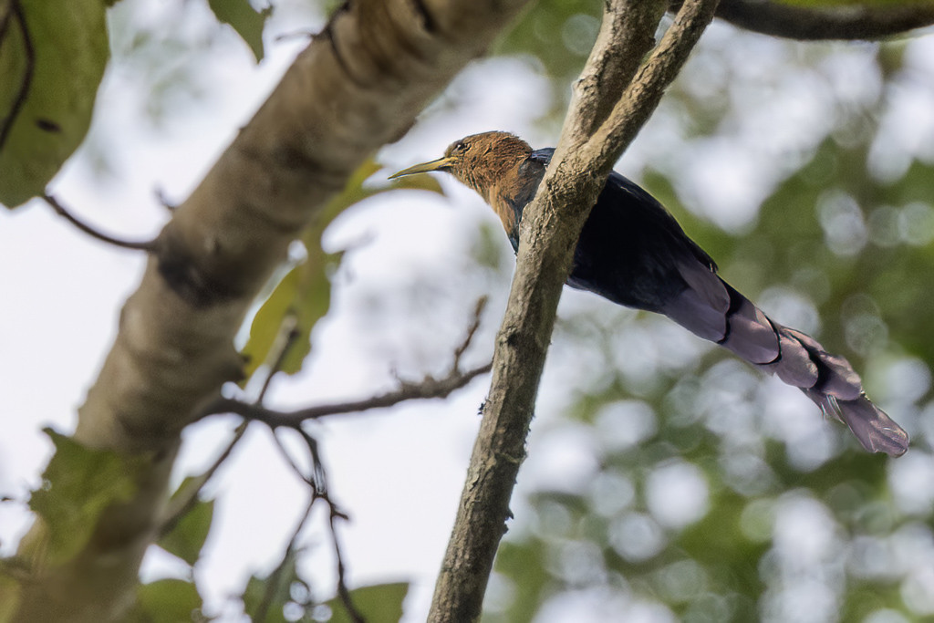 Forest Wood Hoopoe
