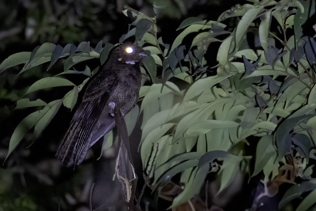 Brown Nightjar