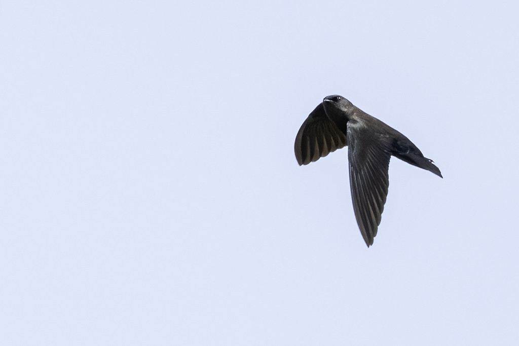 Square-tailed Saw-wing